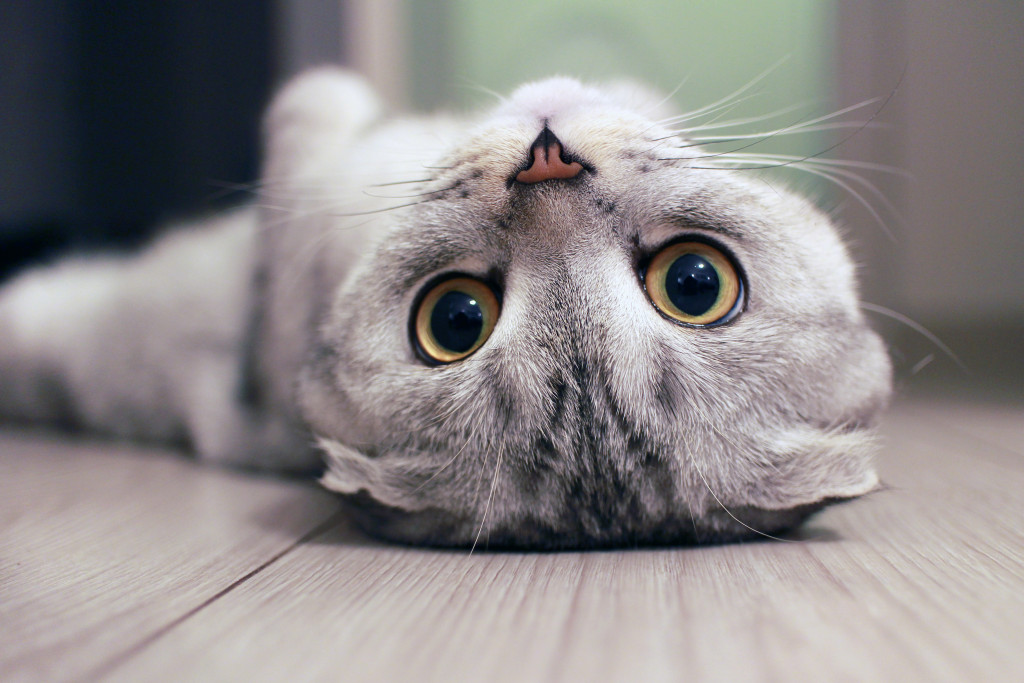 cat lying upside down