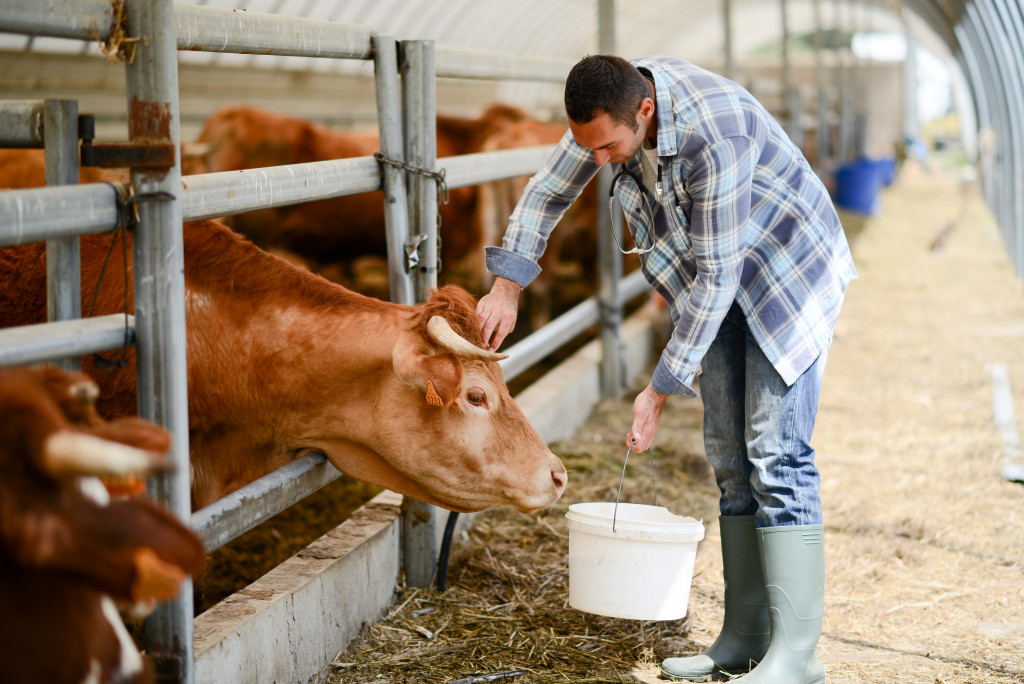 a male farmer feeding a cattle on a farm