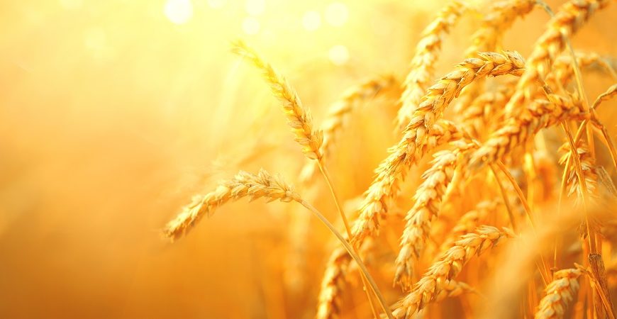 Essential Factors To Consider Before Starting a Wheat Farming Business