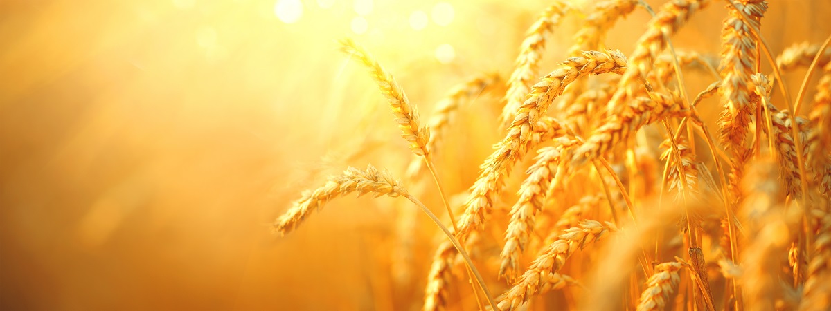 Essential Factors To Consider Before Starting a Wheat Farming Business